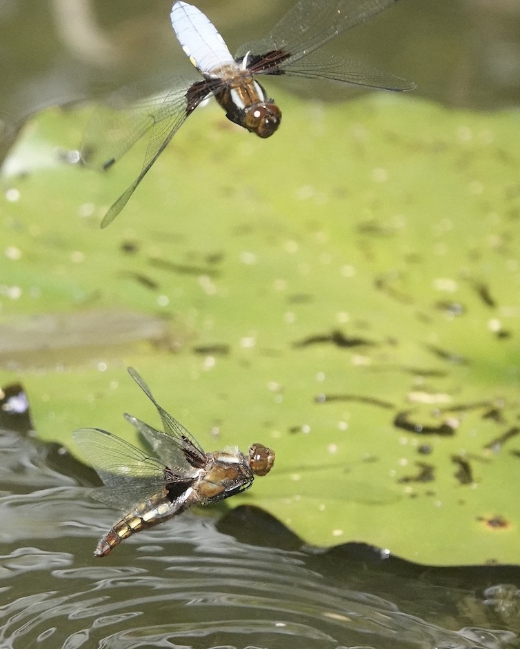 broad-bodied chaser